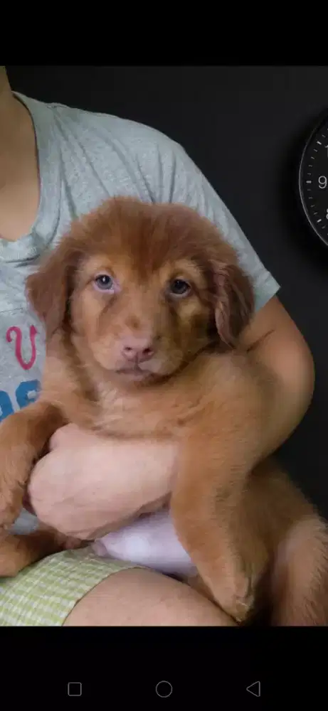 Anak anjing golden mini