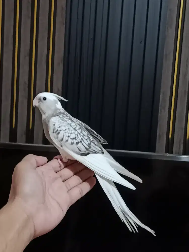 Burung Parkit Australia - Falk Jinak Total
