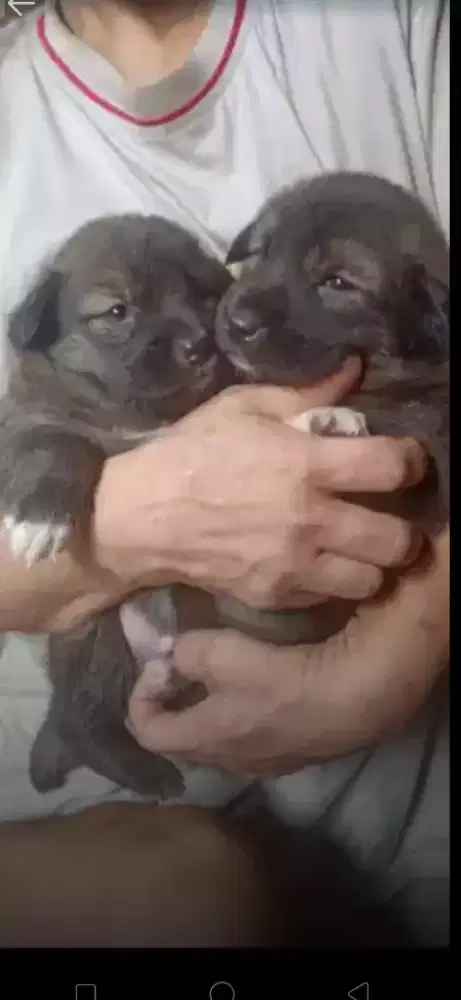 Anak anjing 1.5 bulan