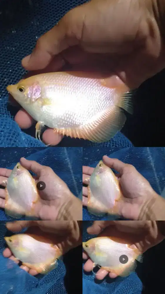 Ikan Gurame Padang Kaluy Hias stok terbatas cod sungai andai