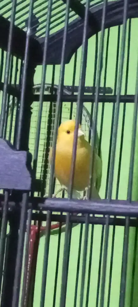 Jual burung kenari