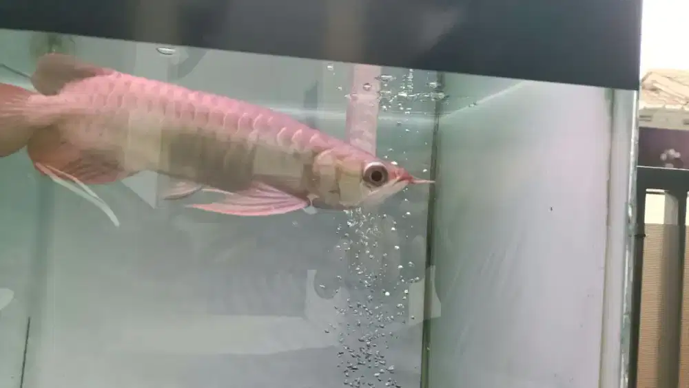 Superred arowana SR superred