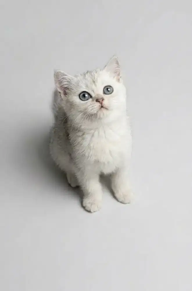 BSH Silver Jantan