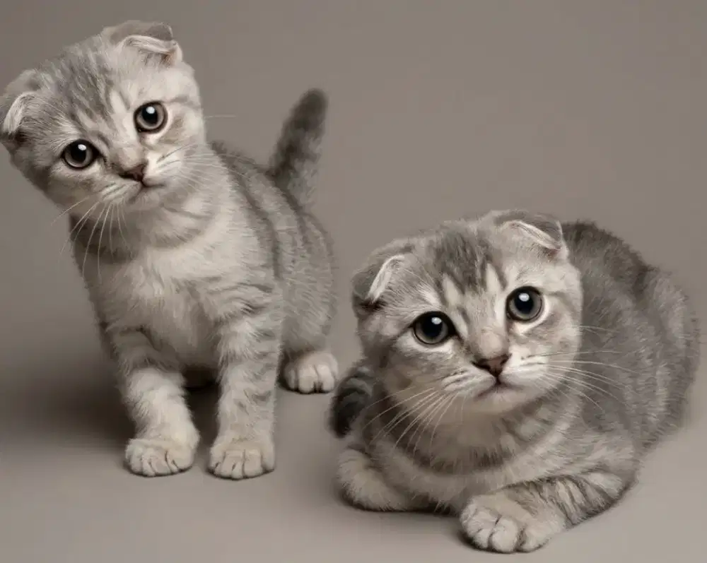 Scottish Fold Blue Jantan dan Betina