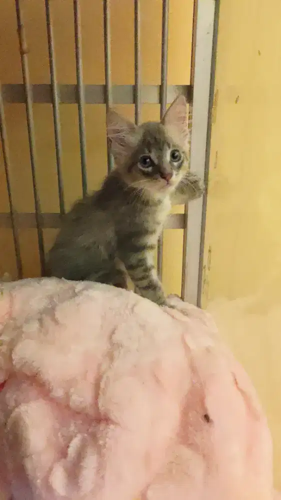 Siap Adopsi Kucing Mainecoon Jantan Umur 3 Bulan