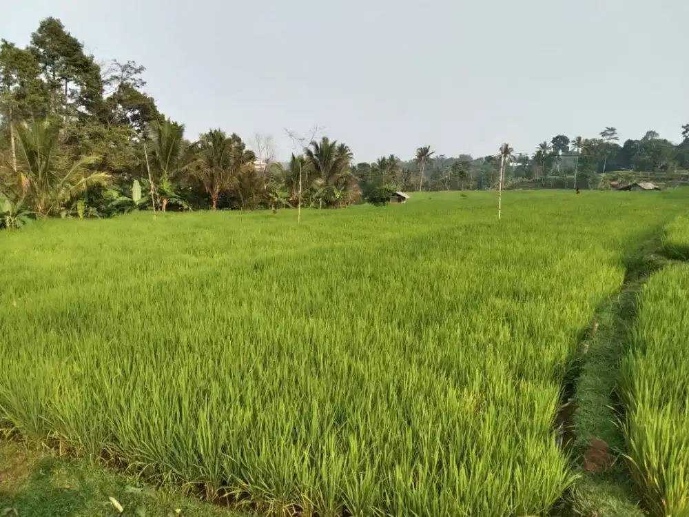 Sawah produktif