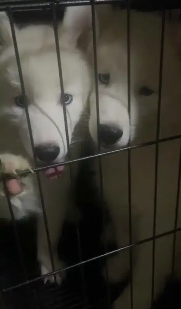 Siberian Husky all white
