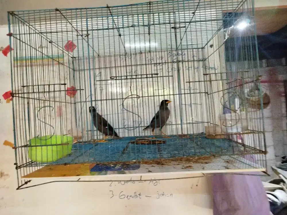 Burung jalak mata kuning
