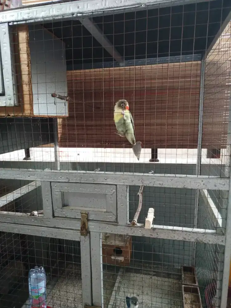 Dijual kandang burung love bird