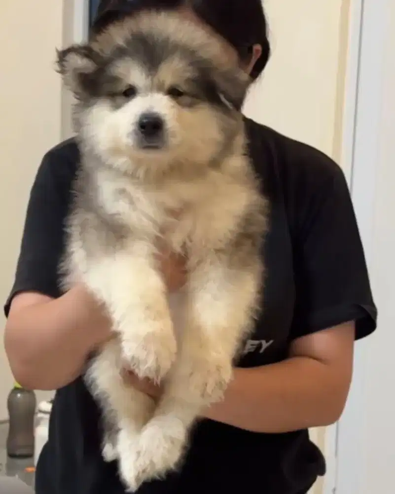 Alaskan Malamute puppies