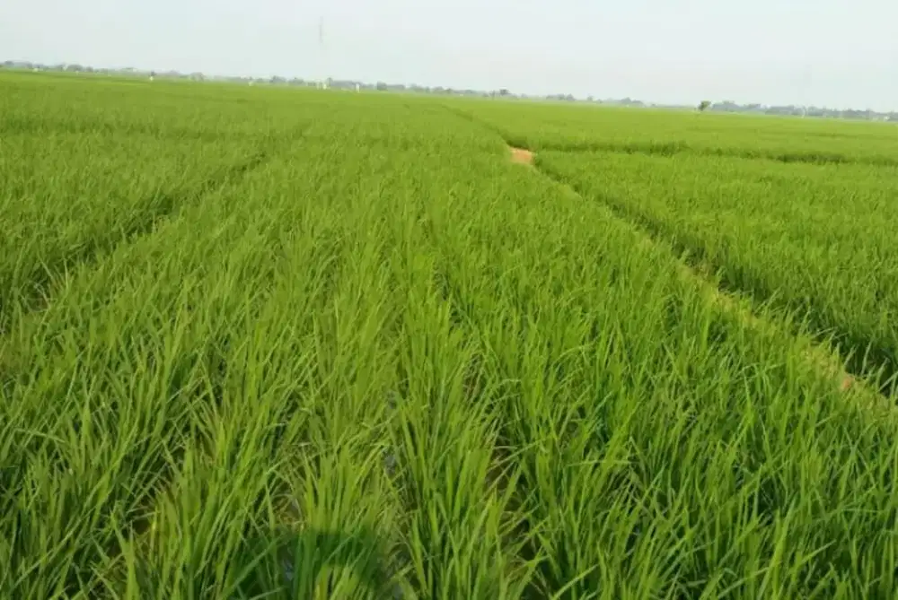 Di jual lahan sawah murah