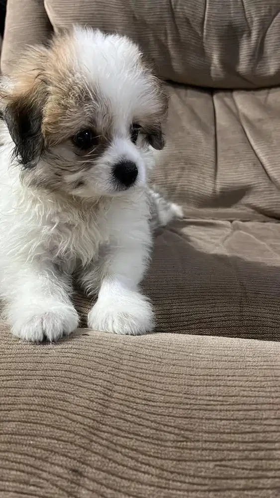 Anjing mix shitzu dan minipom
