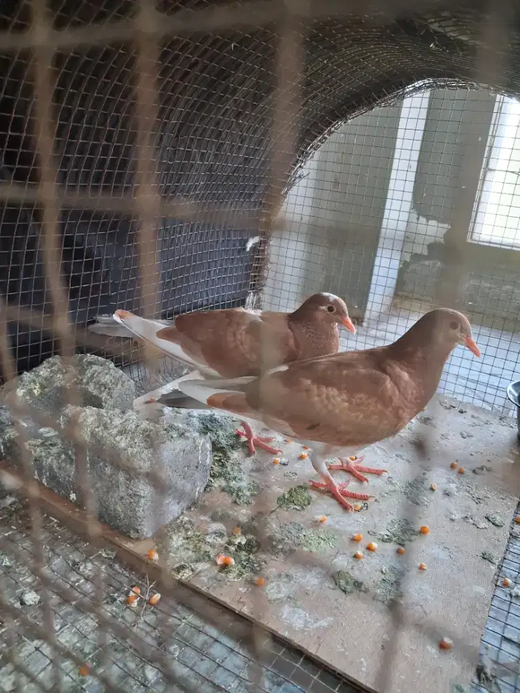 Burung dara sepasang