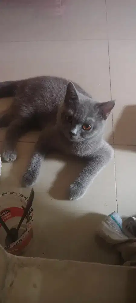 Kucing BSH betina