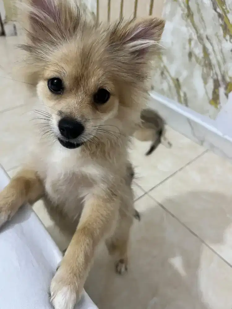 Puppy Cihuahua Mixed Pom