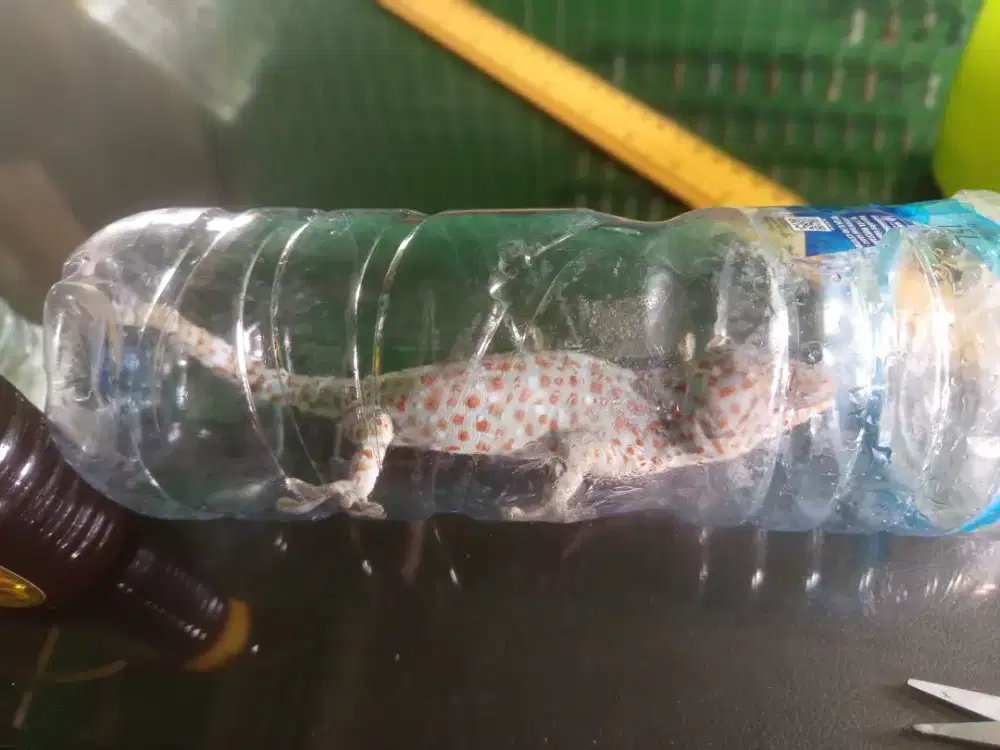 Tokek bintik merah seperti difoto