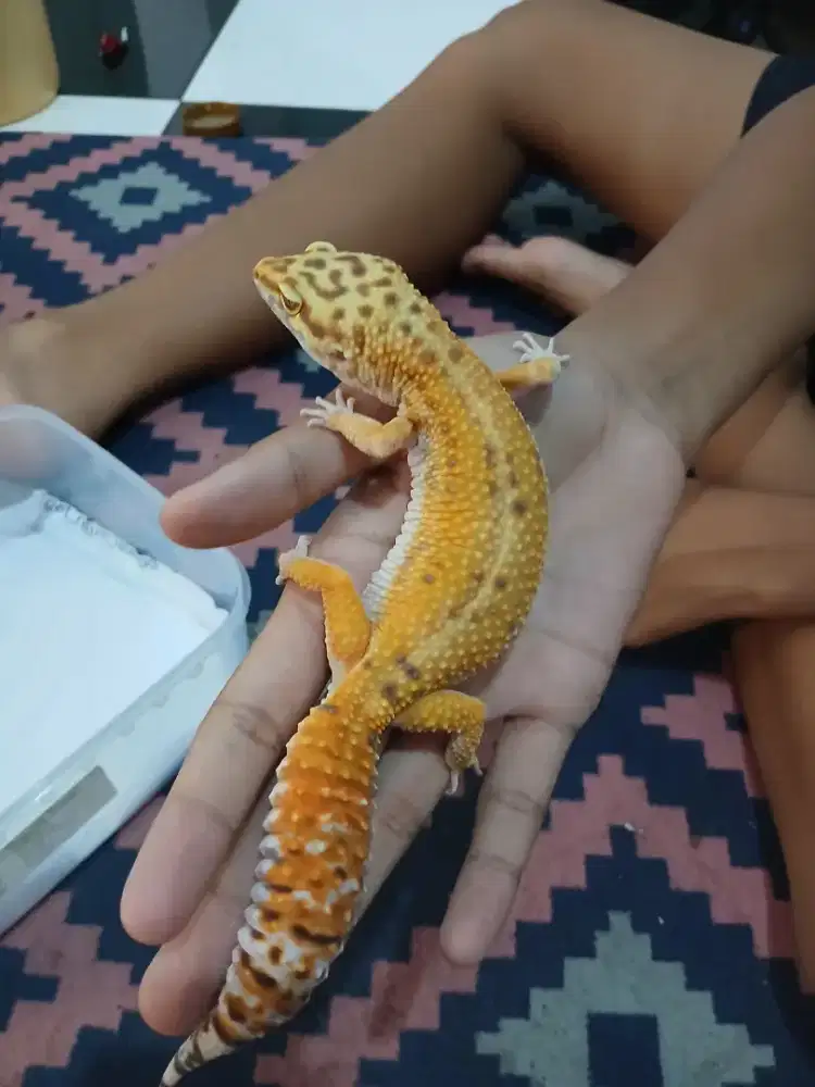 Gecko sehat jinak
