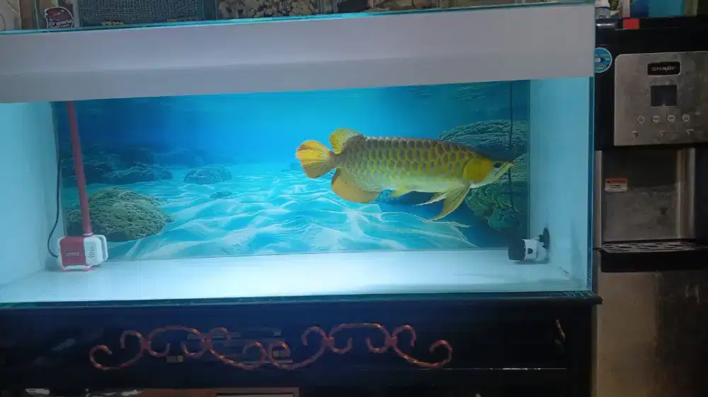 Jual aja arwana dan aquariumnya
