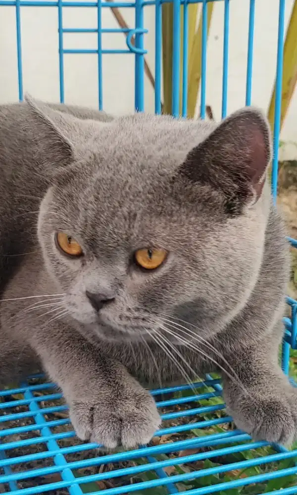 Kucing bsh jantan