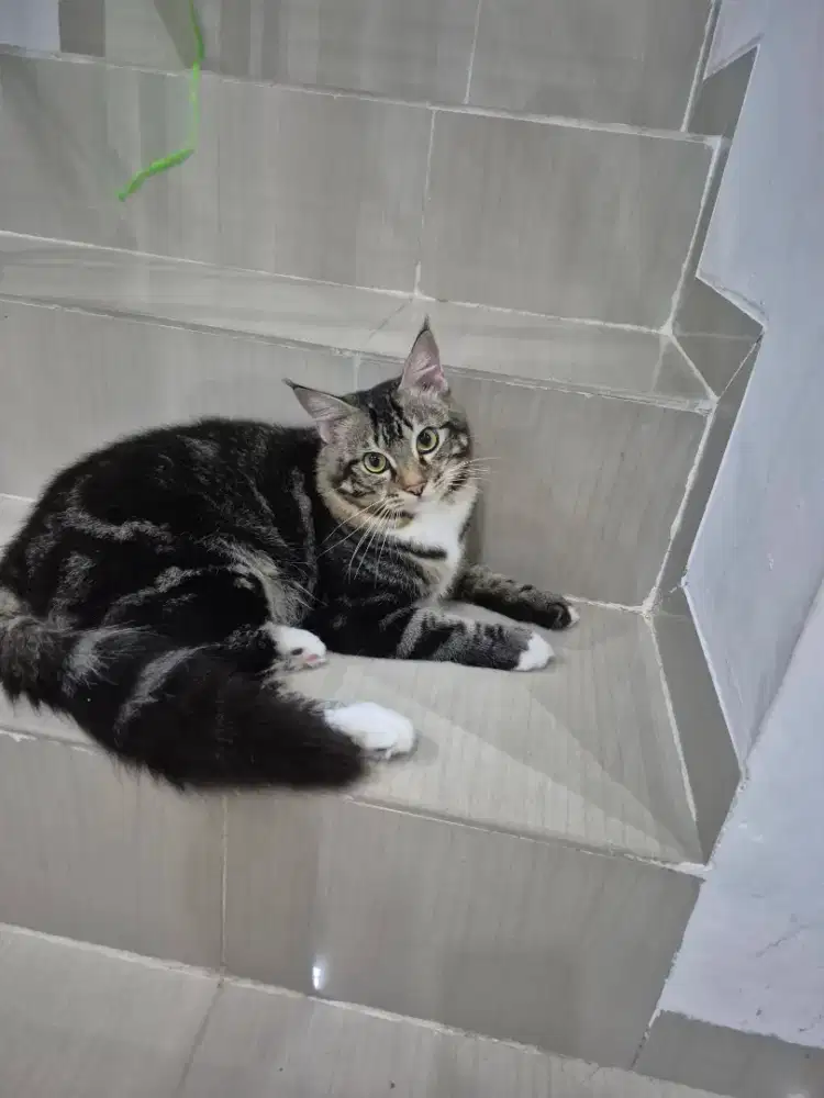 Kucing Mainecoon 10 Bulan Jantan