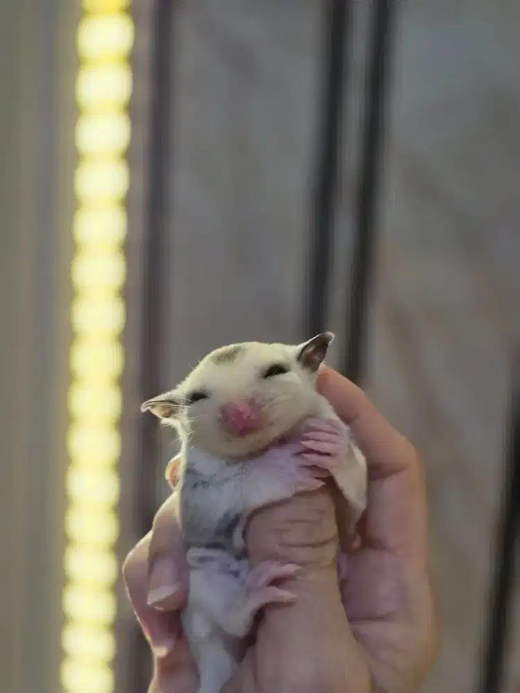 Baby sugar glider