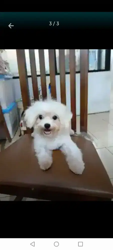 Semi adopt maltese