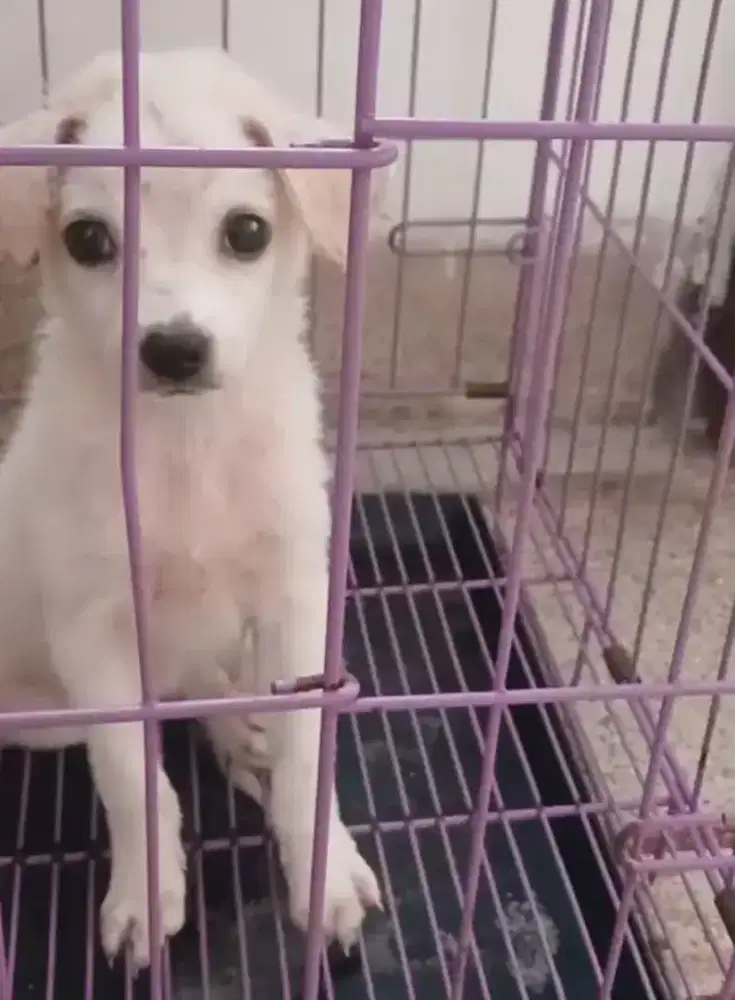 Jual Anak Anjing Super Lucu