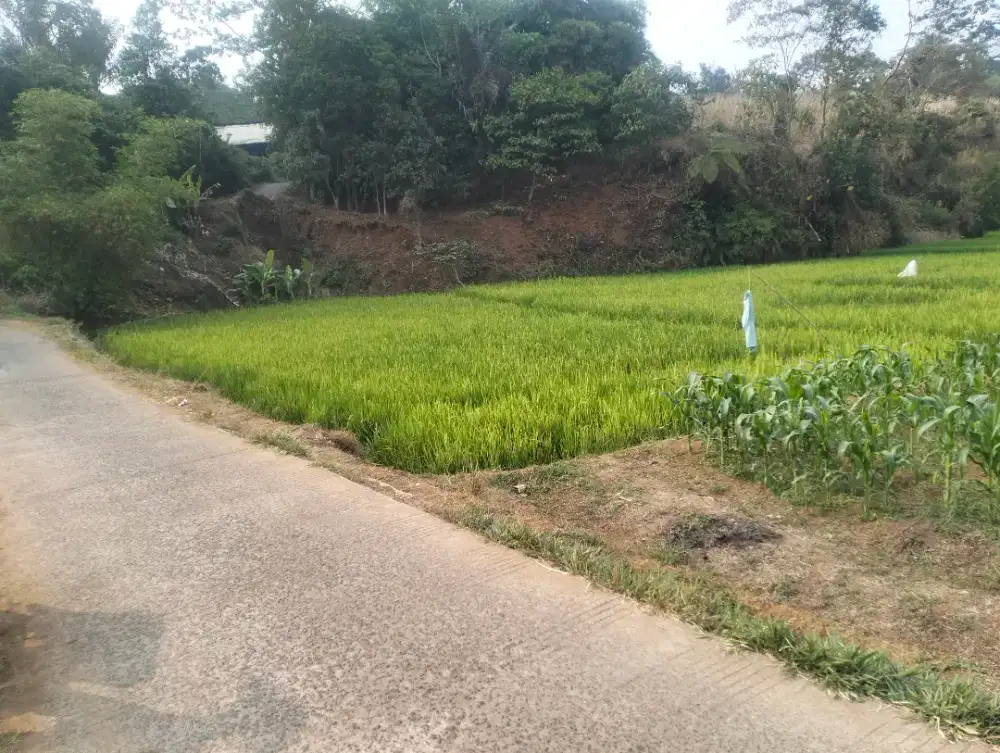 Dijual sawah strategis,pinggir jalan..kec Darangdan kab Purwakarta