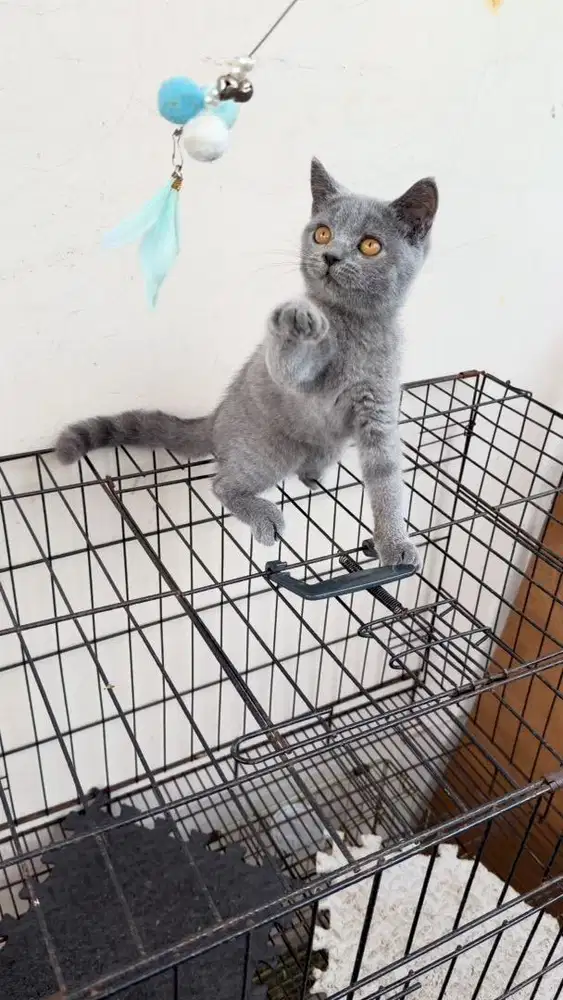 Kucing BSH Blue Betina Carrier Cinnamon