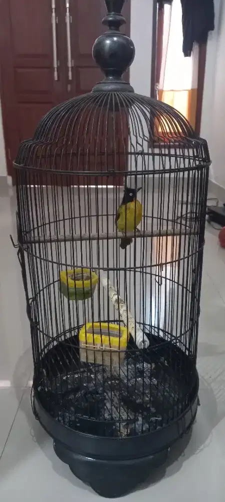 Kutilang Emas Rajin Bunyi