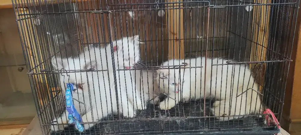 Jual Kucing MixDom Himalaya