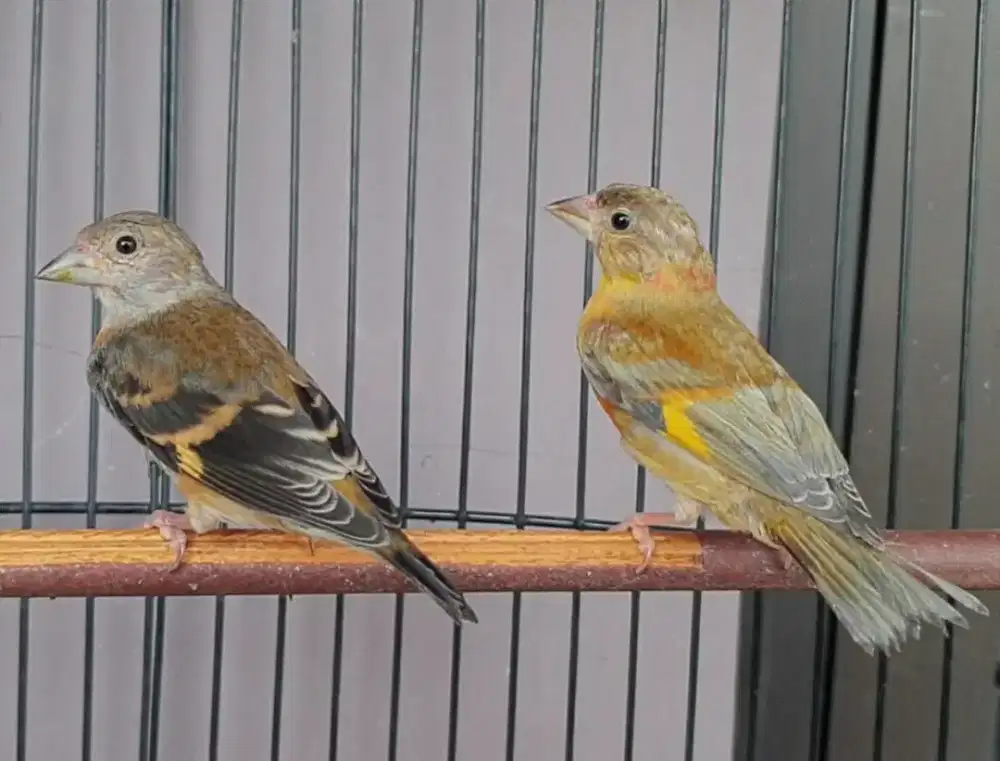 Red siskin sepasang