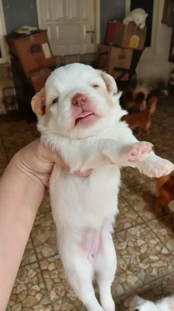 Anak anjing mix maltipom
