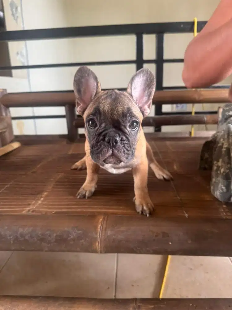 anakan french bulldog