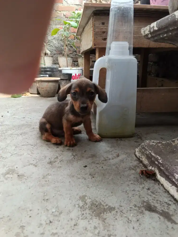 Anak anjing Tekel - Dachshund mini