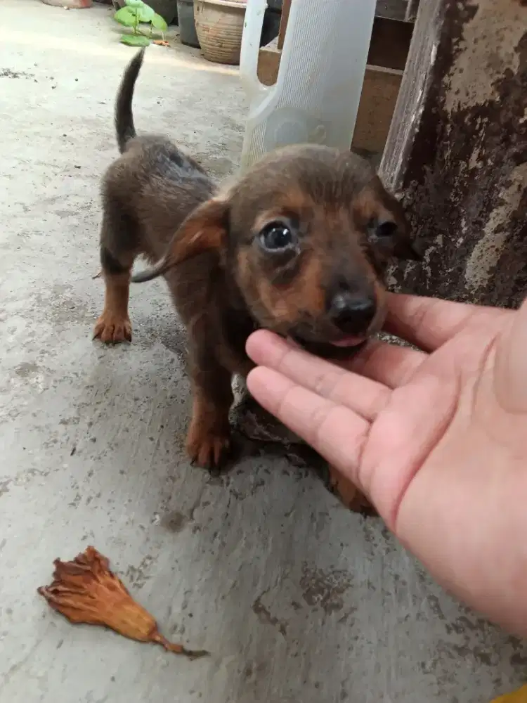 Anak anjing Tekel - Dachhund mini