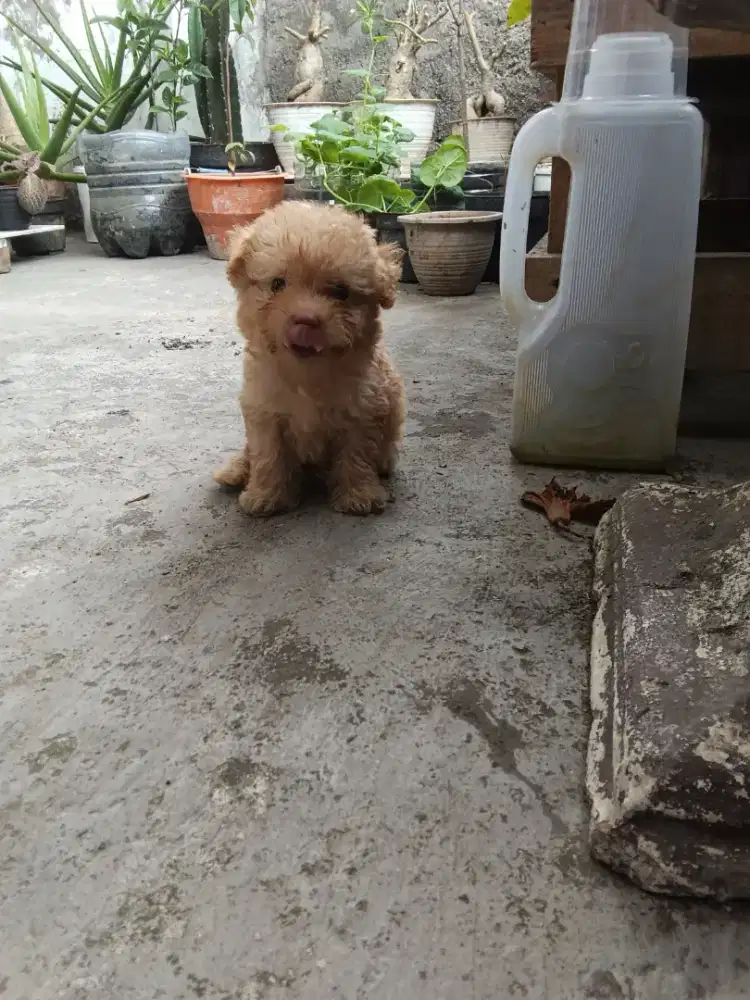 Anank anjing Toy Poodle