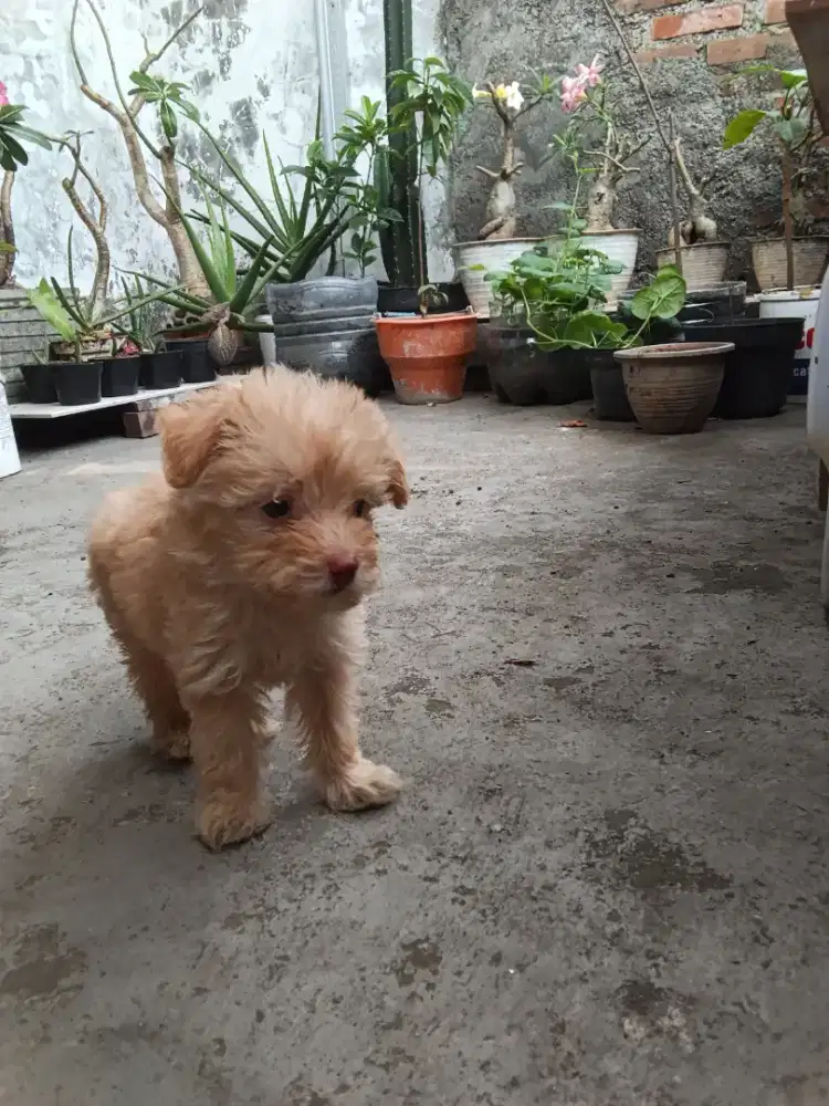 Anak anjing Toy Poodle