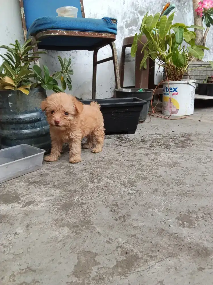 Anak anjing Toy Poodle