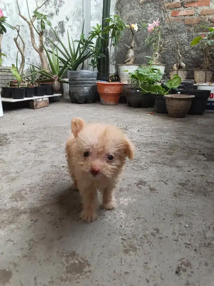 Anak anjing Tiny Poodle