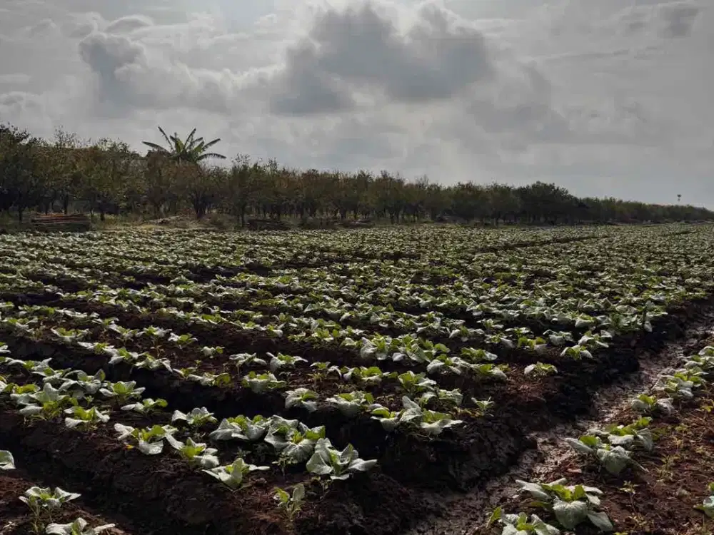 KEBUN SAMPING JALAN ASPAL MURAH