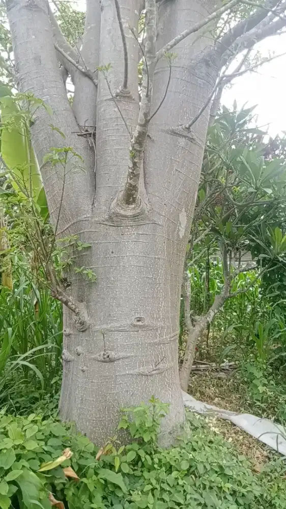 Pohon baubab buat rumah, kantoran