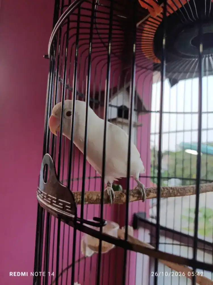Burung love bird albino retina merah