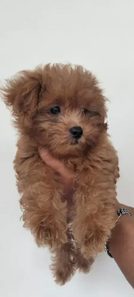 Dijual anakan pom poodle