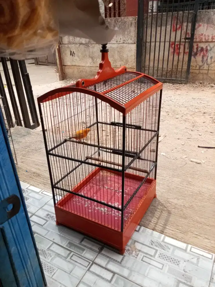 Jual aja gan kenari merlok