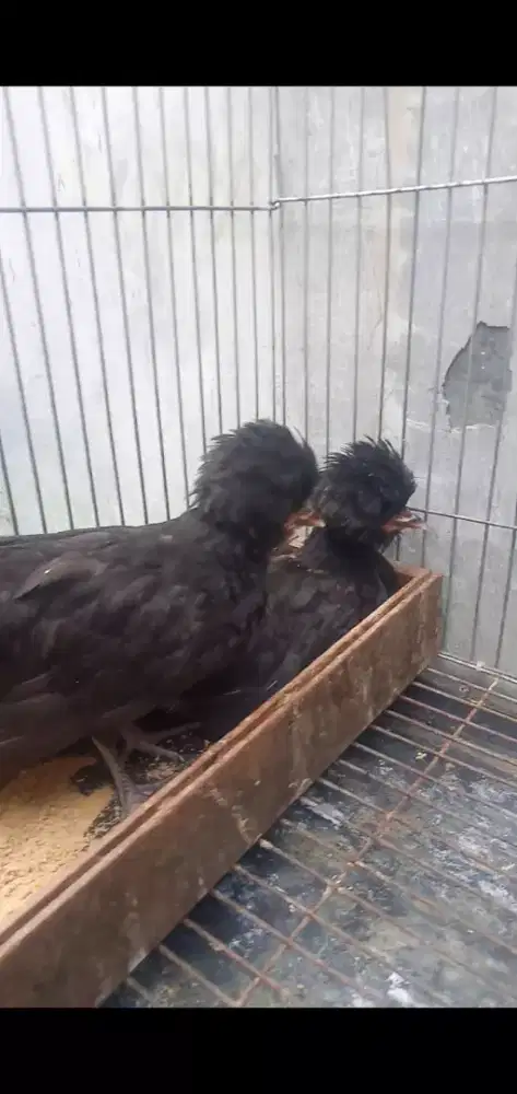 Ayam Poland black