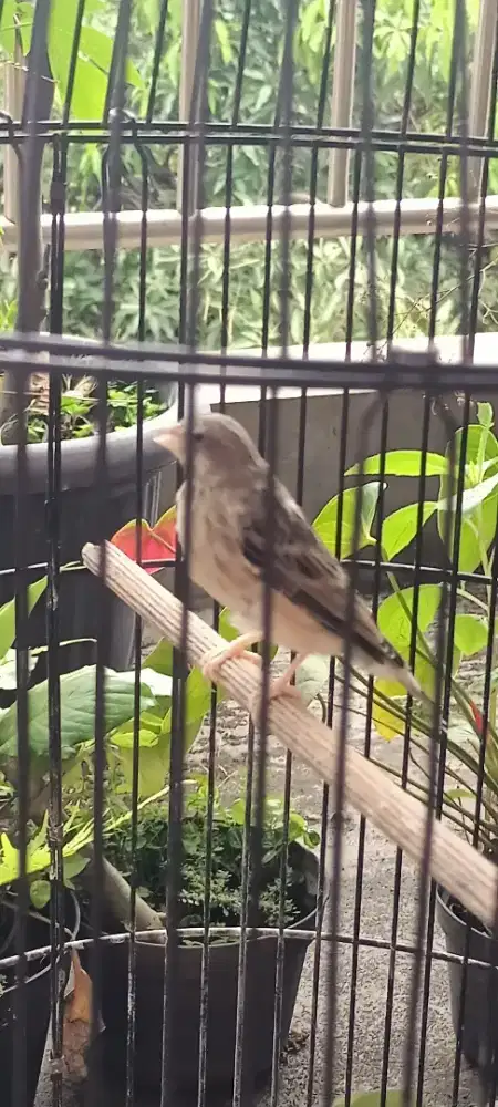 Burung BLACKTHROAT Jantan