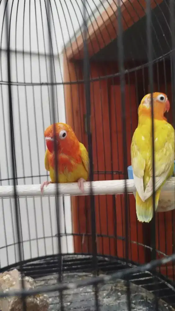 Sepasang lovebird umur 2 bulan