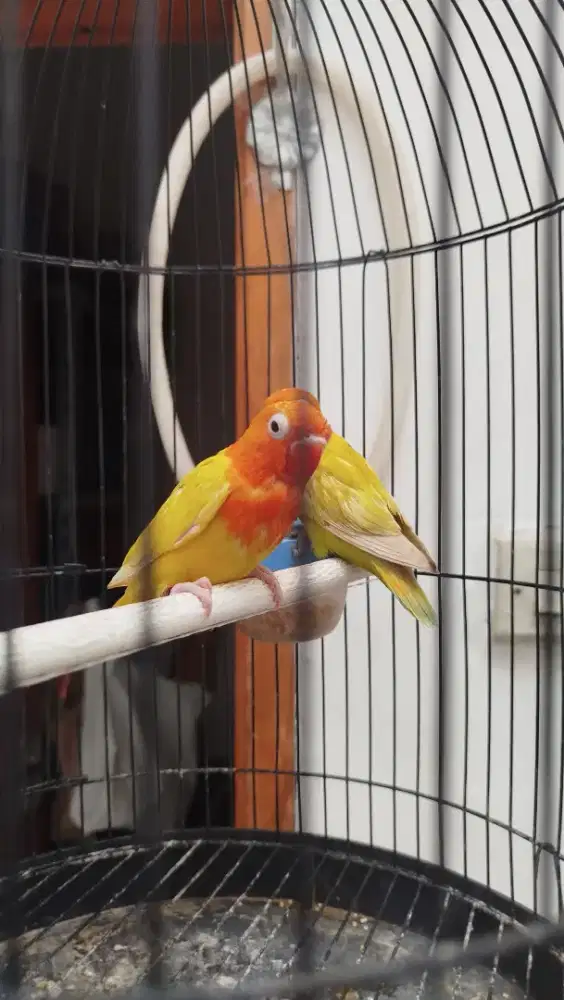 Dijual sepasang lovebird umur 2 bulan