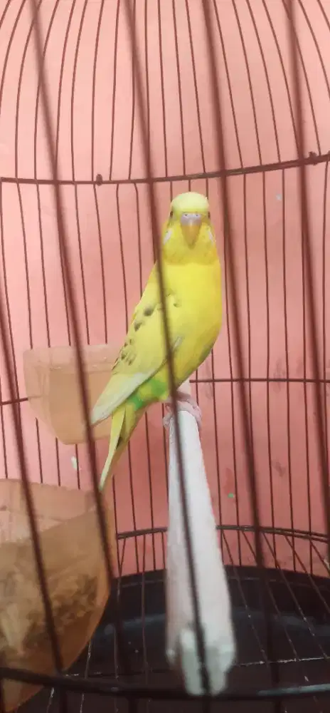 Burung Parkit Jantan Kuning
